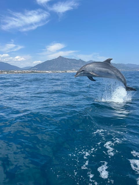 Marbella: Sailing & Dolphin Watching with Snacks and Drinks - The Dolphin Search: What You Should Expect
