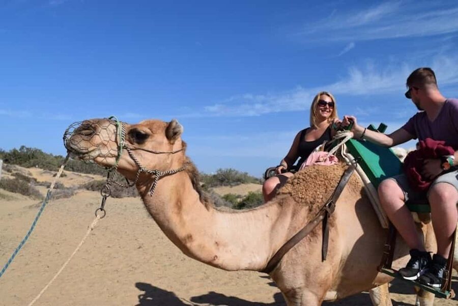 Maspalomas: Guided Camel Ride in the Maspalomas Sand Dunes - Key points to know before you ride