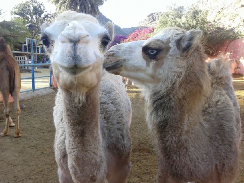 Maspalomas: Guided Camel Ride in the Maspalomas Sand Dunes - What happens before you mount