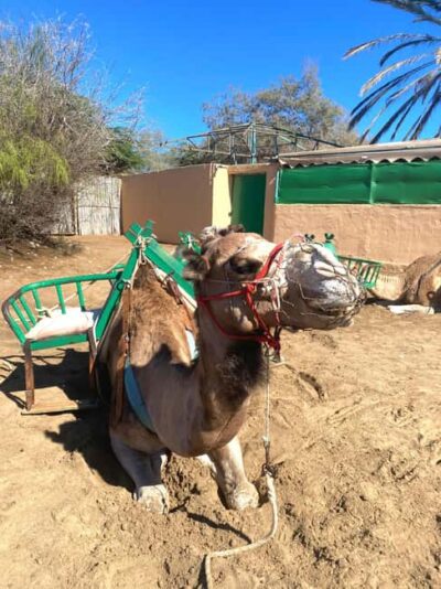 Guided Camel Ride in the Maspalomas Sand Dunes