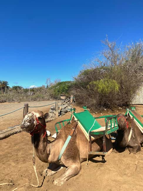 Maspalomas: Guided Camel Ride in the Maspalomas Sand Dunes - Thirty minutes among the Maspalomas dunes