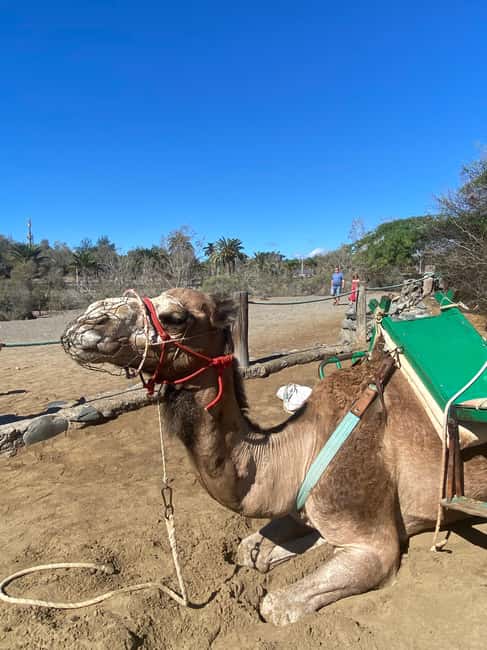 Maspalomas: Guided Camel Ride in the Maspalomas Sand Dunes - The guides and the treatment of the camels