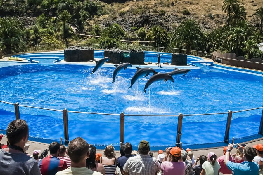 Maspalomas: Palmitos Park Ticket with Dolphin and Bird Shows - Five things to know before you go