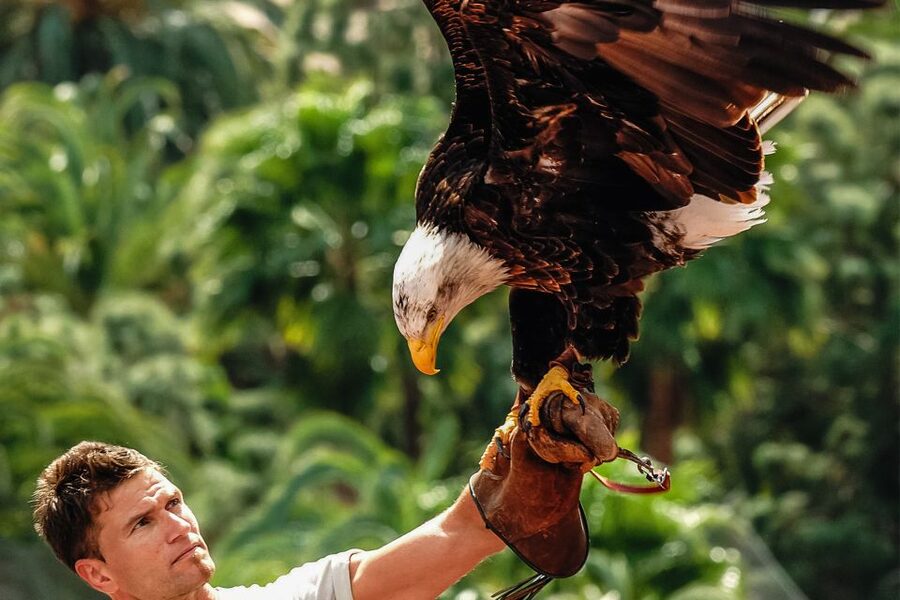 Maspalomas: Palmitos Park Ticket with Dolphin and Bird Shows - Palmitos Park makes a full day from several smaller pleasures