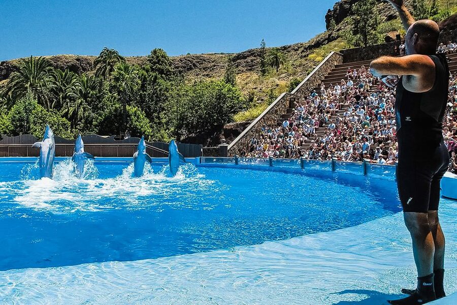 Maspalomas: Palmitos Park Ticket with Dolphin and Bird Shows - Watch birds of prey fly across the mountain setting