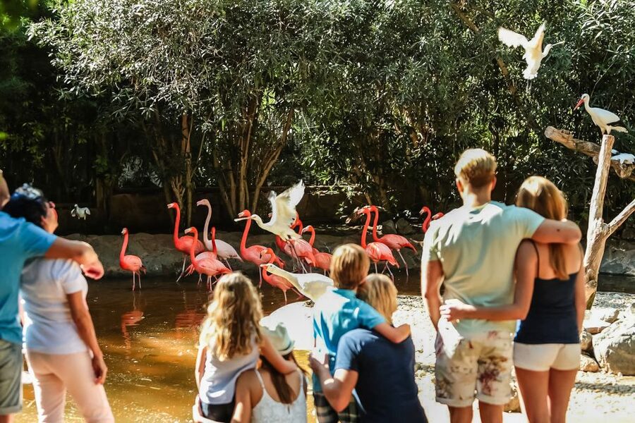Maspalomas: Palmitos Park Ticket with Dolphin and Bird Shows - Parrots and exotic birds keep the show program varied