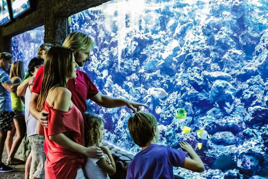 Maspalomas: Palmitos Park Ticket with Dolphin and Bird Shows - The Island of Primates adds variety for families