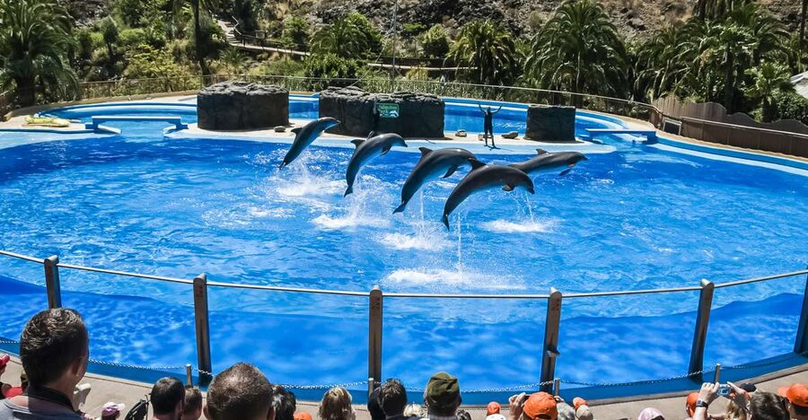Maspalomas: Palmitos Park Ticket with Dolphin and Bird Shows - Start with the park map and show timetable