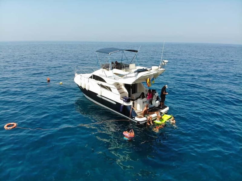 Mogan: Dolphin Watching Boat Trip with Swim Stop - Key points to know before you book