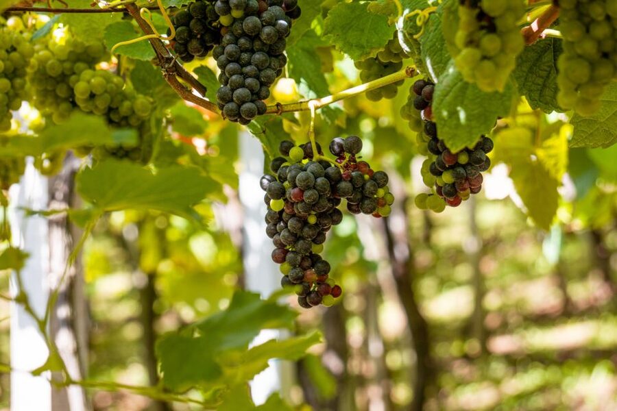 Montserrat & Cava Wineries Day Trip from Barcelona w/ Pickup - The best parts at a glance