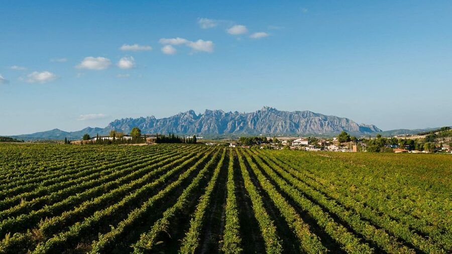 Montserrat & Cava Wineries Day Trip from Barcelona w/ Pickup - The small-group experience and guide quality