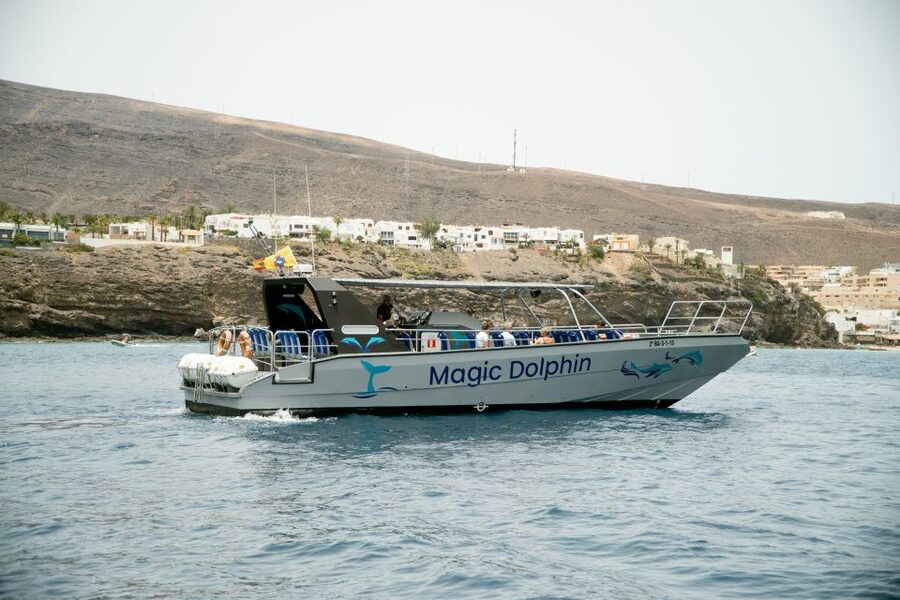 Morro Jable: Dolphin & Whale Watching Cruise, Drinks & Swim - Key points at a glance