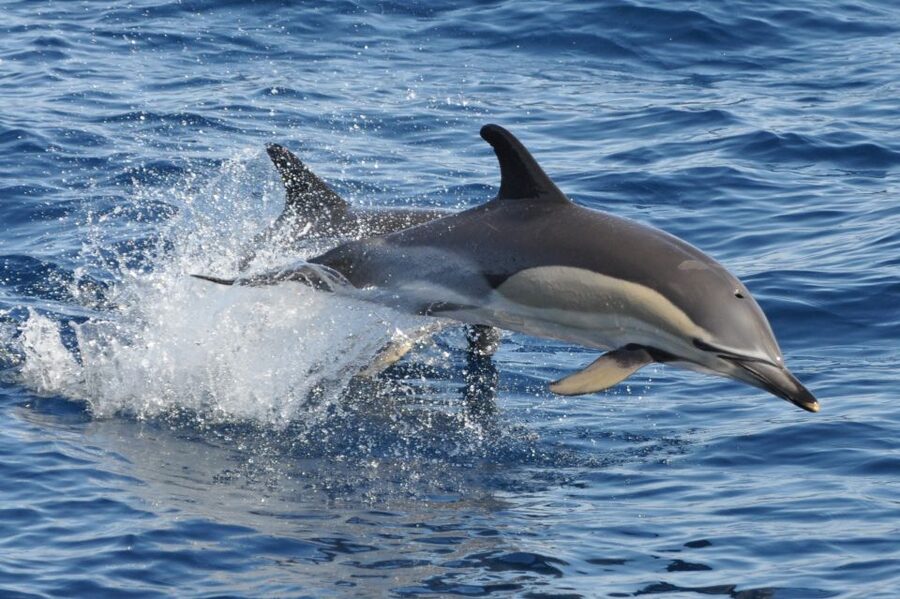 Morro Jable: Dolphin & Whale Watching Cruise, Drinks & Swim - Should you book the Magic Dolphin cruise?