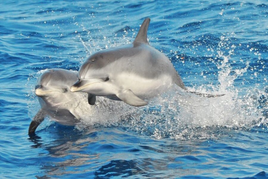 Morro Jable: Dolphin & Whale Watching Cruise, Drinks & Swim - Setting out from Morro Jable port