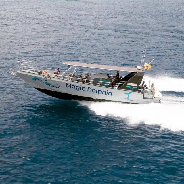 Morro Jable: Dolphin & Whale Watching Cruise, Drinks & Swim - Watching dolphins beside the boat