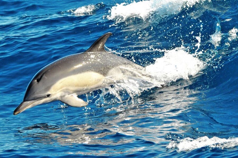Morro Jable: Dolphin & Whale Watching Cruise, Drinks & Swim - The Jandía swim stop