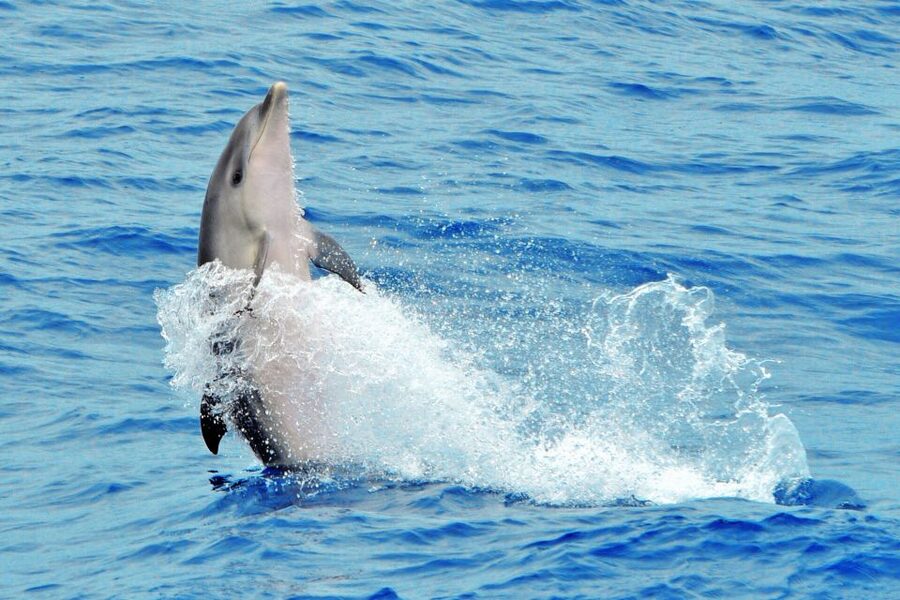 Morro Jable: Dolphin & Whale Watching Cruise, Drinks & Swim - The boat, crew, and overall feel