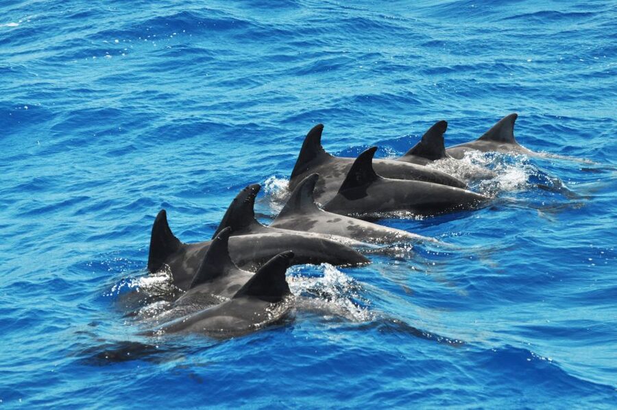 Morro Jable: Dolphin & Whale Watching Cruise, Drinks & Swim - Is $58 good value for two hours?