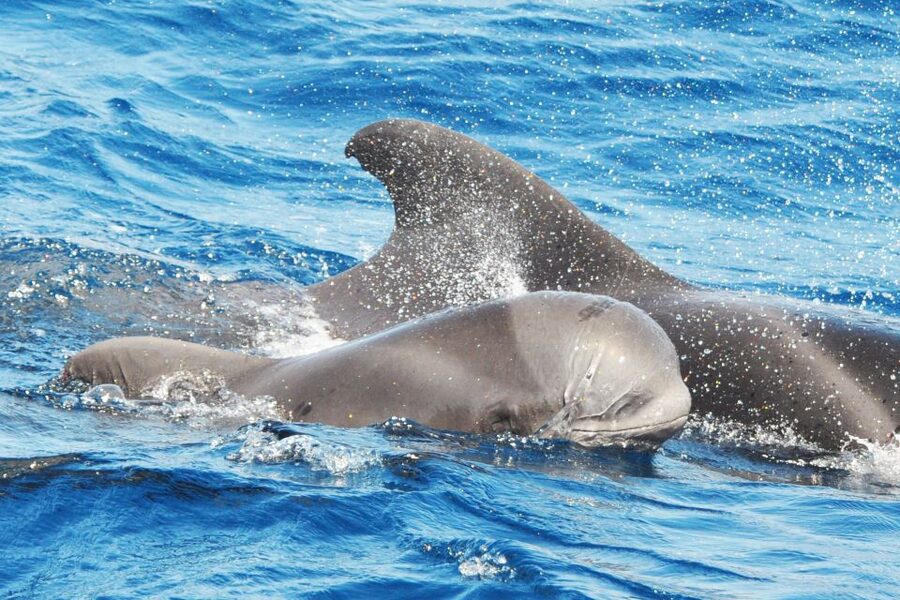 Morro Jable: Dolphin & Whale Watching Cruise, Drinks & Swim - Who will enjoy this cruise most?