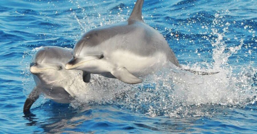 Morro Jable: Dolphin & Whale Watching Cruise, Drinks & Swim - The first hour: searching for wild marine life