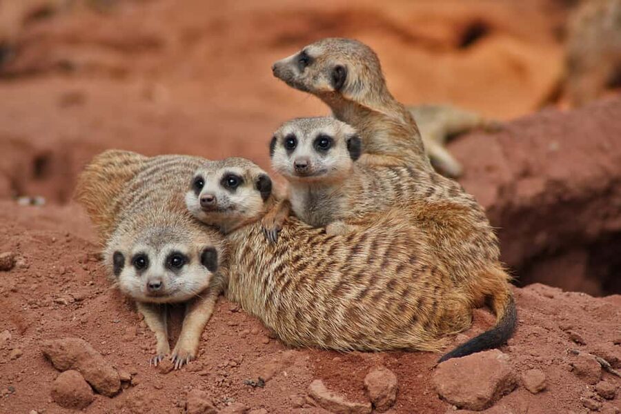 Murcia: Terra Natura Murcia Ticket Entry - Who will enjoy Terra Natura Murcia most?