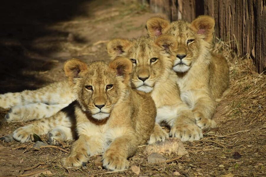 Murcia: Terra Natura Murcia Ticket Entry - What the habitat design feels like
