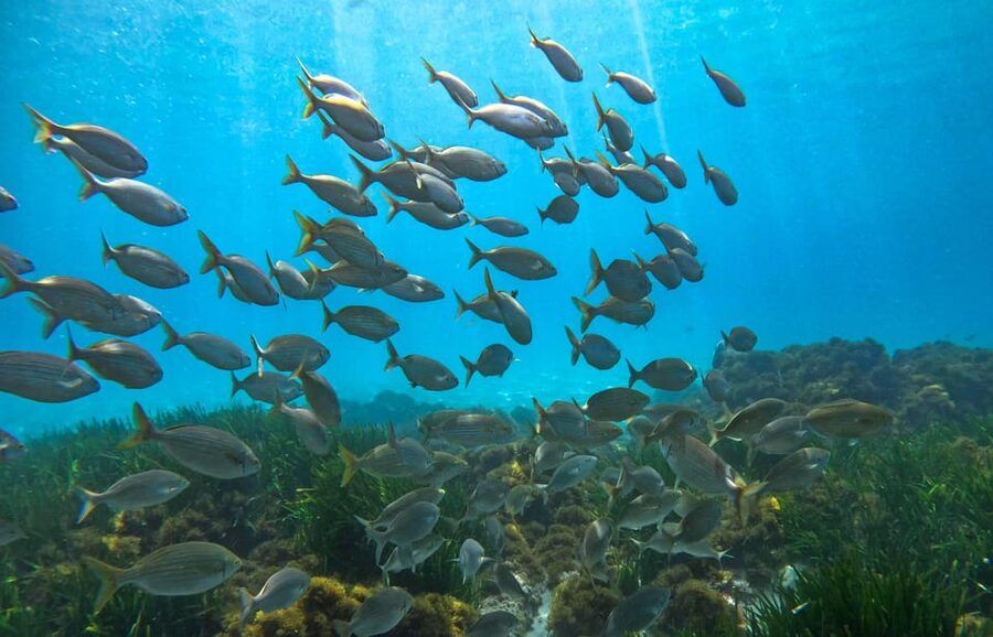 Nerja-Maro: Snorkeling & Sea Scooter Speedboat Trip - Equipment, Water Temperature, and Comfort