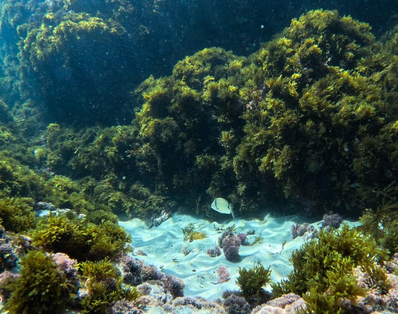 Nerja-Maro: Snorkeling & Sea Scooter Speedboat Trip - Who Will Enjoy This Trip Most?