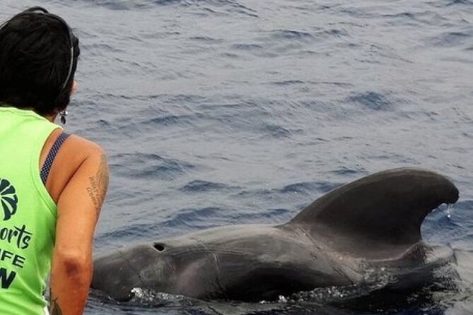 No chase Whale & Dolphin tour putting Marine Life first - we care - Setting out from Los Cristianos on the Bahriyeli