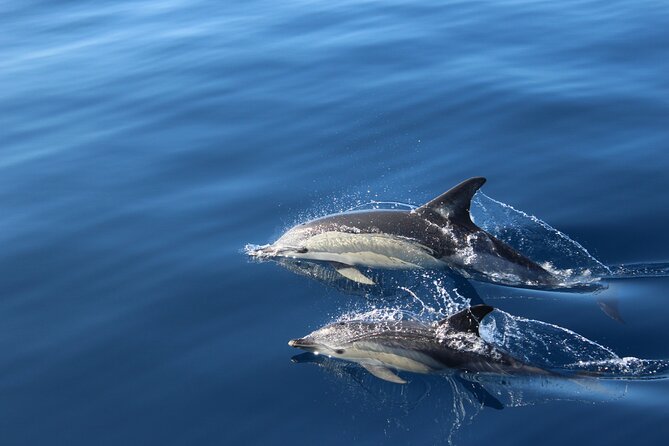 No chase Whale & Dolphin tour putting Marine Life first - we care - The first part of the sail: coast, sea, and Mount Teide