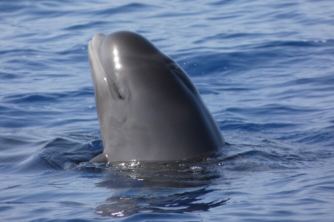 No chase Whale & Dolphin tour putting Marine Life first - we care - Dolphins, turtles, and the luck factor