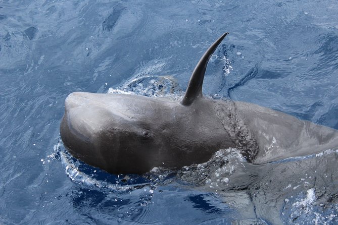 No chase Whale & Dolphin tour putting Marine Life first - we care - How good is the commentary?