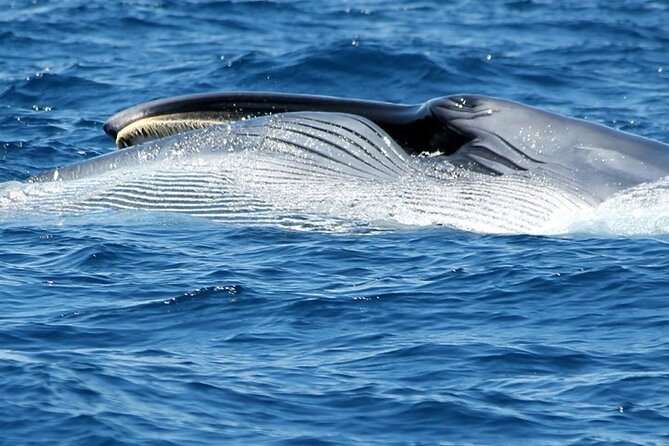 No chase Whale & Dolphin tour putting Marine Life first - we care - Comfort, sea conditions, and what to bring