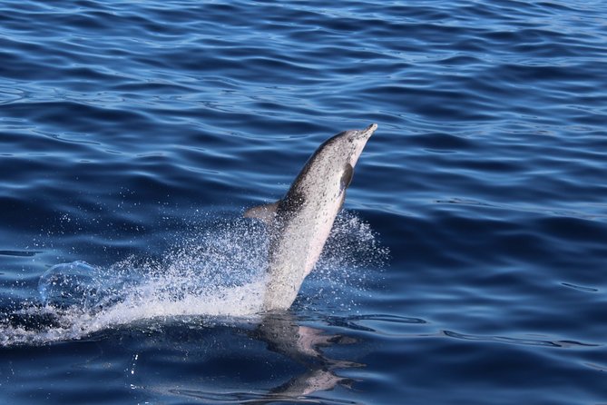 No chase Whale & Dolphin tour putting Marine Life first - we care - Weather cancellations and the refund rules