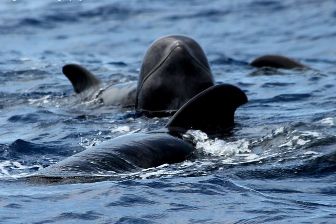No chase Whale & Dolphin tour putting Marine Life first - we care - Watching pilot whales without a chase