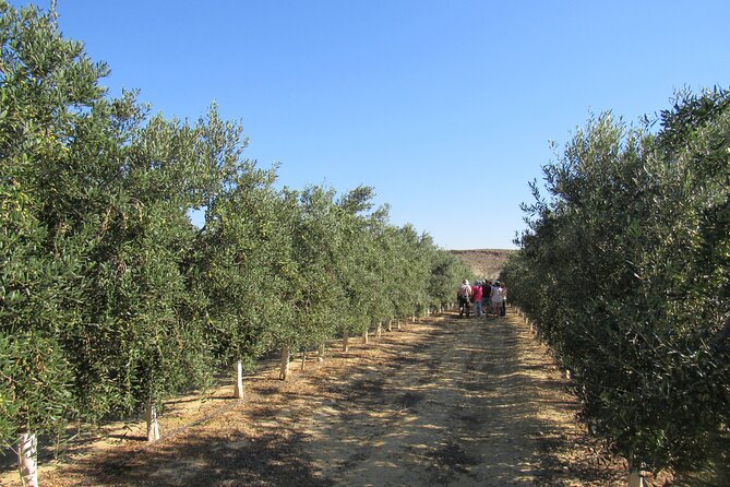 Oil tourism in Pulpí Discover the World of EVOO - Shopping for Almería products at the end
