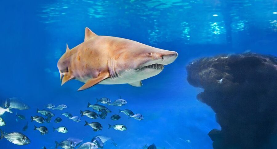 Palma: Palma Aquarium Ticket with Transfer Service - Key Details Before You Go