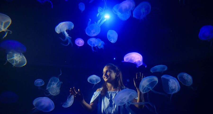 Palma: Palma Aquarium Ticket with Transfer Service - Timing, Accessibility, and Who Should Book
