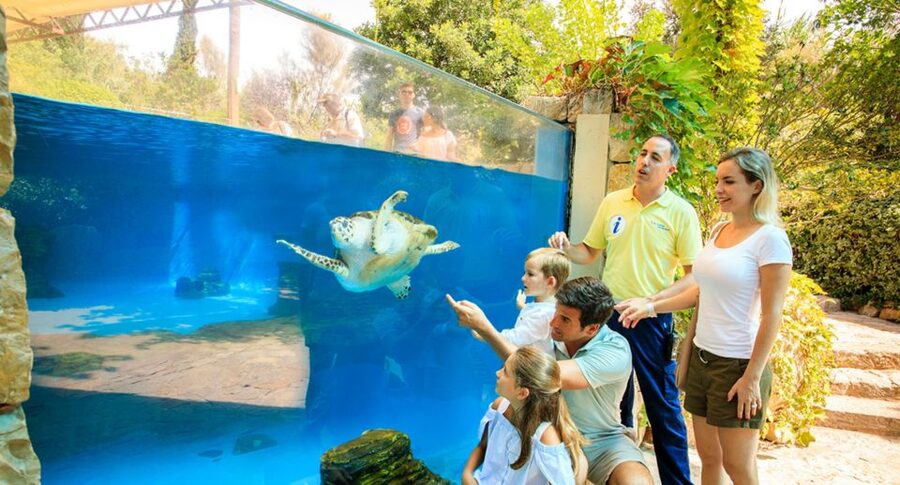 Palma: Palma Aquarium Ticket with Transfer Service - Big Blue and the Shark Tanks