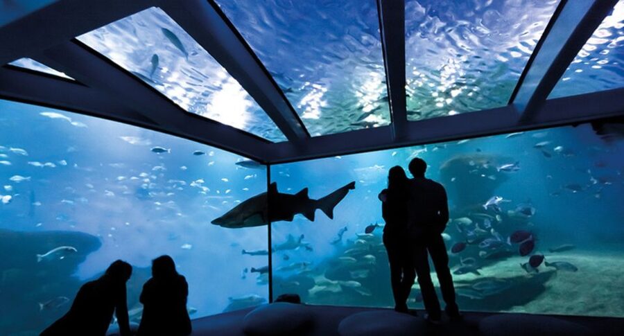 Palma: Palma Aquarium Ticket with Transfer Service - Coral, Jellyfish, and the Quieter Displays