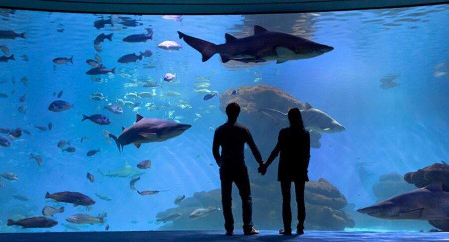 Palma: Palma Aquarium Ticket with Transfer Service - Why Families May Like This Aquarium