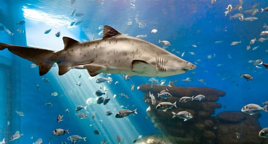 Palma: Palma Aquarium Ticket with Transfer Service - The Coach Ride Across Mallorca