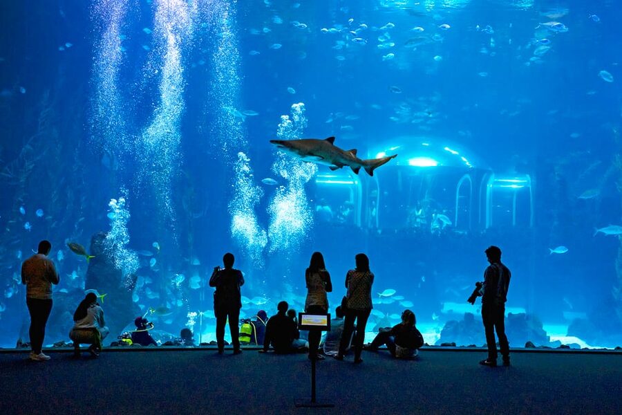 Poema del Mar Skip-the-Line Ticket - Deep Sea: the aquarium’s most atmospheric exhibit