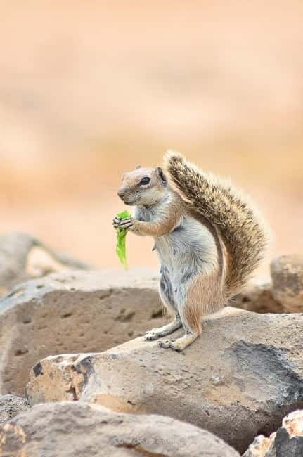Popcorn Beach, Isla de Lobos y Dunas: ¡Popcorn Beach! - Is the pace right for you?