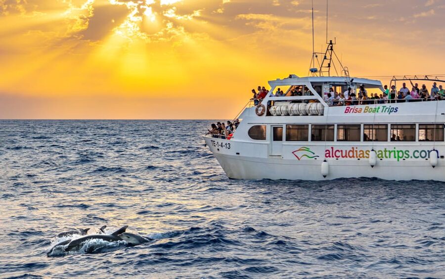 Port d'Alcudia: Sunrise at Sea & Dolphin Watching Boat Tour - Key points to know before booking