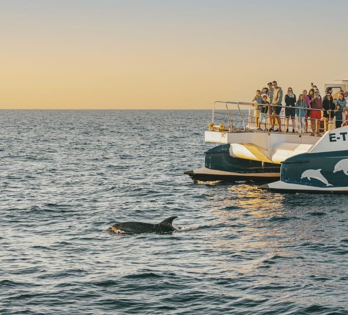 Port d'Alcudia: Sunrise at Sea & Dolphin Watching Boat Tour - Finding dolphins in open water