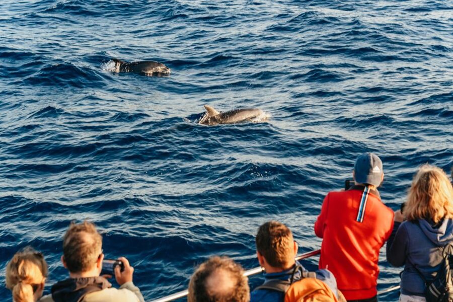 Port d'Alcudia: Sunrise at Sea & Dolphin Watching Boat Tour - Comfort, space, and the early start