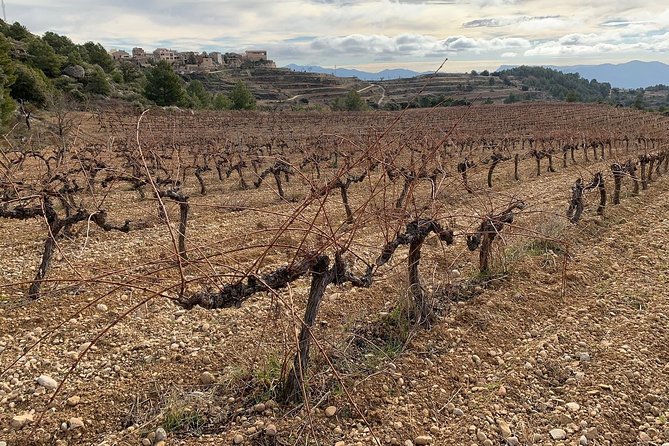 Private Priorat Tour with Wine Tastings & Lunch from Barcelona - Three wineries, three different lessons