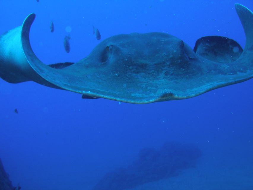 Puerto de la Cruz: Submarine Trip and Beach Stop in Tenerife - Who will enjoy Sub Fun Cinco most?