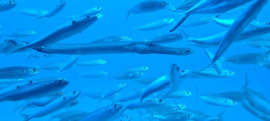 Puerto de la Cruz: Submarine Trip and Beach Stop in Tenerife - Languages, age rules, and simple preparation